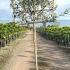 Pleached Olive Trees 1.6 m buy online UK.