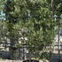 pot 2.5 m buy online UK.