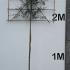 pot 2.9 m buy online UK.