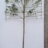 Pleached Pear Tree Doyenne du Comice  3.6 m buy online UK.