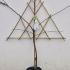 Pleached Pear Tree Williams Bon Chrétien 1.4 m buy online UK.