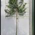 Pleached Prunus Lusitanica Trees 3.3 m buy online UK.