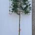 Pleached Prunus Lusitanica Trees 2.9 m buy online UK.