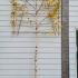 Pleached Silver Birch Betula Utilis Jacquemontii 3.5 m buy online UK.