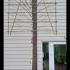 Pleached Silver Birch Betula Utilis Jacquemontii 4.6 m buy online UK.