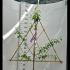 Pleached Victoria Plum Tree Prunus Domestica Victoria 1.4 m buy online UK.