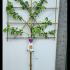 Pleached Victoria Plum Tree Prunus Domestica Victoria 2.1-2.2 m buy online UK.