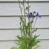 Polemonium Bressingham Purple Jacobs Ladder 15-30 cm buy online UK.