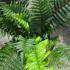 Polystichum Polyblepharum, Japanese Tassel Fern, buy online UK