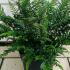 Polystichum Tsussimense 30-40 cm buy online UK.