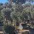 Pom Pom Olive Tree 1.4-1.6 m buy online UK.