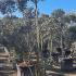 Pom Pom Olive Tree 1.6-1.8 m buy online UK.