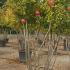 Pomegranate Trees or Punica Granatum, quarter standard, lovely shaped trees with large bushy crown, buy online UK delivery