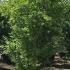 Pomegranate Trees Punica Granatum 2.5-3 m buy online UK.