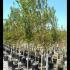 Pomegranate Trees Punica Granatum 2.5-2.6 m buy online UK.