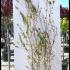 Pomegranate Trees Punica Granatum 1.5-1.75 m buy online UK.