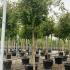 Pomegranate Trees Punica Granatum 2.7-3 m buy online UK.