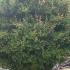 Pomegranate Trees Punica Granatum 1.4-1.6 m buy online UK.