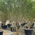 Pomegranate Trees Punica Granatum 1.8-2 m buy online UK.