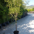 pgt 2-2.5 m buy online UK.