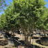 pgt 2.5-3 m buy online UK.
