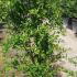 Pomegranate Trees Punica Granatum 1.25-1.5 m buy online UK.