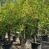 Pomegranate Trees Punica Granatum 2-2.5 m buy online UK.