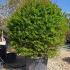 Pomegranate Trees Punica Granatum 1.8-2 m buy online UK.