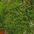 Pomegranate Trees Punica Granatum 1.8 m buy online UK.