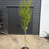 pgt 1.75-2.25 m buy online UK.