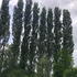Poplar Alba trees make an effective narrow wind break. Buy Poplar trees online UK delivery