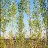 Populus Nigra Italica  Lombardy Poplar 3-3.5 m buy online UK.