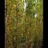 Populus Nigra Italica  Lombardy Poplar 4-4.5 m buy online UK.