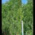 Populus Nigra Italica  Lombardy Poplar 2.5-3 m buy online UK.
