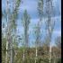 Populus Nigra Italica  Lombardy Poplar 4.5-5 m buy online UK.