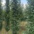 Populus Tremula Erecta Swedish Aspen 3.25-3.75 m buy online UK.