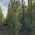 Populus Tremula Erecta Swedish Aspen 3-3.5 m buy online UK.