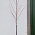 Populus Tremula - Quaking Aspen Tree 3.75-4.25 m buy online UK.
