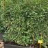 plhs 1.4 m buy online UK.