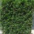 Portuguese Laurel Hedging Screens 1.6 m buy online UK.