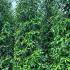 Portuguese Laurel Root Ball Hedging 2.25-2.5 m buy online UK.
