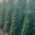 Portuguese Laurel Root Ball Hedging 2.5-2.75 m buy online UK.