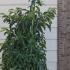 Portuguese Laurel Root Ball Hedging 1-1.25 m buy online UK.
