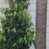Portuguese Laurel Root Ball Hedging 1.25-1.5 m buy online UK.