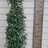 Portuguese Laurel Root Ball Hedging 1.5-1.75 m buy online UK.