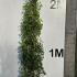 plrb 2-2.25 m buy online UK.