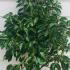 Portuguese Laurel Root Ball Hedging 80-100  cm buy online UK.