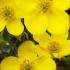 Potentilla Fruticose Goldfinger, yellow flowering, deciduous shrubs for sale online with UK delivery