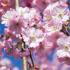 Its pink blossoms offer year-round interest, making it a perfect choice for adding seasonal beauty and colour to your garden.