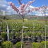 pa 2-2.5 m buy online UK.